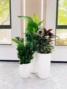 花卉租摆北仑哪家强？专业服务为您精心打造绿境